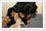--Wie haben Hunger, Hunger, Hunger........................... --Wie haben Hunger, Hunger, Hunger...........................